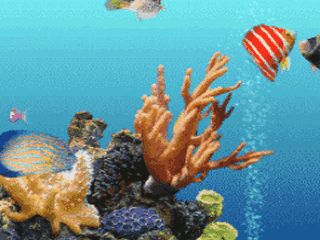 水族館動態壁紙圖片(水族館動態壁紙) 水族館百科(水族館加盟) 第5張 水族館動態壁紙圖片(水族館動態壁紙) 水族館動態壁紙圖片(水族館動態壁紙) 水族館百科(水族館加盟) 第5張