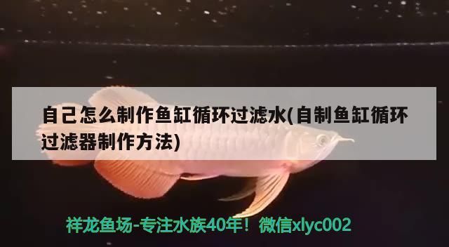 自己怎么制作魚缸循環(huán)過濾水(自制魚缸循環(huán)過濾器制作方法) 自己怎么制作魚缸循環(huán)過濾水(自制魚缸循環(huán)過濾器制作方法) 黃金貓魚百科 第3張