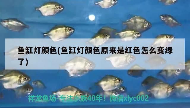 魚缸燈顏色(魚缸燈顏色原來是紅色怎么變綠了) 魚缸燈顏色(魚缸燈顏色原來是紅色怎么變綠了) 元寶鳳凰魚百科 第3張