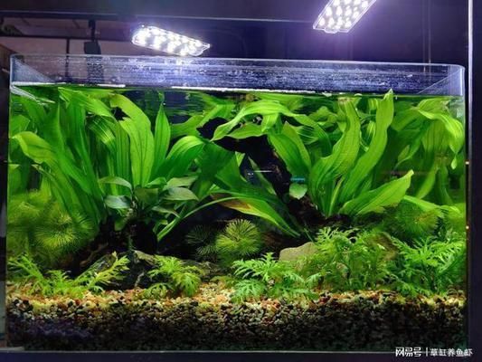 龍魚缸底鋪什么最好，龍魚缸底鋪設(shè)材料