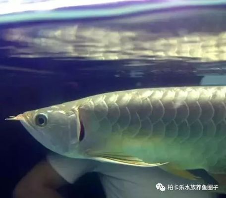 龍魚反腮怎么治vs祥龍魚場:“祥龍魚場”與龍魚反腮治療案例分析龍魚反腮病因分析 vs祥龍魚場 第3張 龍魚反腮怎么治vs祥龍魚場:“祥龍魚場”與龍魚反腮治療案例分析龍魚反腮病因分析 龍魚反腮怎么治vs祥龍魚場:“祥龍魚場”與龍魚反腮治療案例分析龍魚反腮病因分析 vs祥龍魚場 第3張