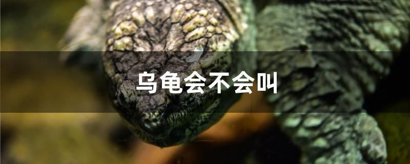 龍魚反腮怎么治vs祥龍魚場:“祥龍魚場”與龍魚反腮治療案例分析龍魚反腮病因分析 vs祥龍魚場 第4張 龍魚反腮怎么治vs祥龍魚場:“祥龍魚場”與龍魚反腮治療案例分析龍魚反腮病因分析 龍魚反腮怎么治vs祥龍魚場:“祥龍魚場”與龍魚反腮治療案例分析龍魚反腮病因分析 vs祥龍魚場 第4張