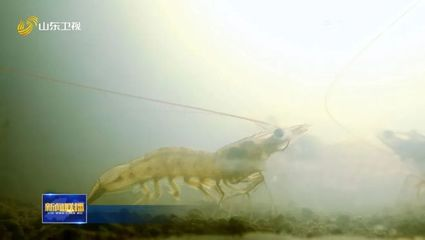 錦鯉殺蟲藥十大排名，專業魚友推薦的高效安全選擇，2024錦鯉殺蟲藥十大排名，魚友力薦的高效安全品牌