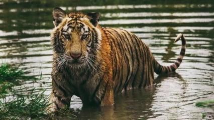 蘇虎苗飼料安全檢測方法，蘇虎苗飼料安全性評價標準 蘇虎苗飼料安全檢測方法，蘇虎苗飼料安全性評價標準 虎魚百科 第6張