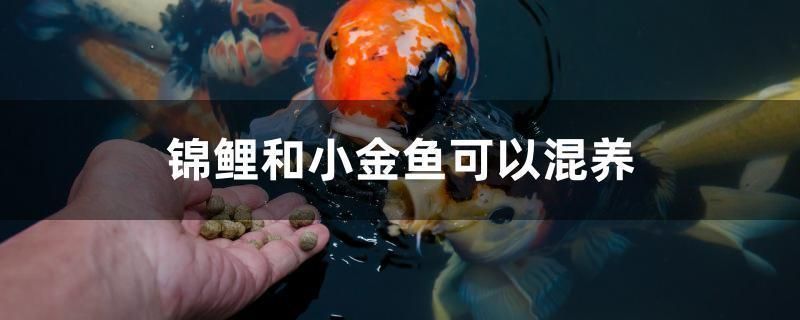 龍魚缸用多大的水泵 貼吧vs祥龍魚場：龍魚缸使用多大的水泵