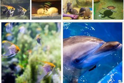 開一個水族館需要的采購清單是什么意思：開一個水族館需要的采購清單
