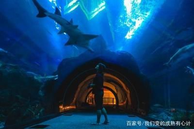 開一個水族館需要的采購清單是什么意思：開一個水族館需要的采購清單