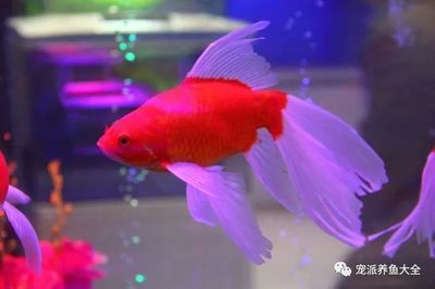 觀賞魚生意（觀賞魚生意具有一定的優(yōu)勢和挑戰(zhàn)觀賞魚市場的優(yōu)勢和挑戰(zhàn)）