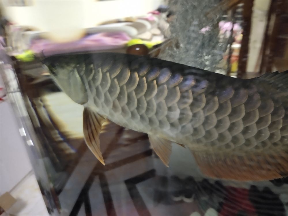 金龍的底色是什么時(shí)候才表現(xiàn)完 金龍的底色是什么時(shí)候才表現(xiàn)完 虎魚百科 第1張