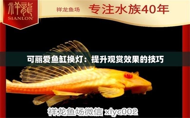 可麗愛魚缸怎么調換燈光，可麗愛魚缸燈光定時器設置方法可麗愛魚缸燈光定時器設置方法 可麗愛魚缸怎么調換燈光，可麗愛魚缸燈光定時器設置方法可麗愛魚缸燈光定時器設置方法 魚缸百科 第6張