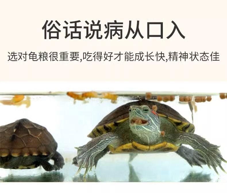 豬鼻龜是甲魚嗎：豬鼻龜是甲魚是鱉嗎，豬鼻龜是甲魚嗎