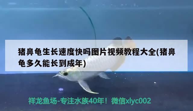 豬鼻龜怎么養長得快一點：加速豬鼻龜對水質要求高生長的方法和注意事項和注意事項 豬鼻龜怎么養長得快一點：加速豬鼻龜對水質要求高生長的方法和注意事項和注意事項 豬鼻龜百科 第2張