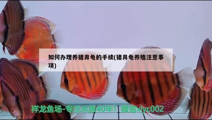 豬鼻龜怎么養長得快一點：加速豬鼻龜對水質要求高生長的方法和注意事項和注意事項 豬鼻龜怎么養長得快一點：加速豬鼻龜對水質要求高生長的方法和注意事項和注意事項 豬鼻龜百科 第4張