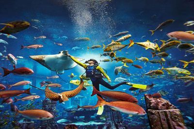 水族館作文（關(guān)于水族館的作文）