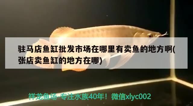 駐馬店魚缸批發市場在哪里有賣魚的地方啊(張店賣魚缸的地方在哪)
