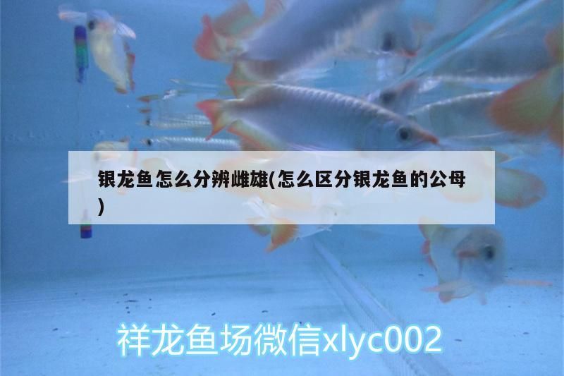 銀龍魚怎么分辨雌雄(怎么區分銀龍魚的公母)