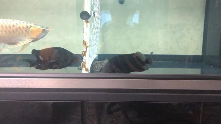 赤峰龍魚vs赤峰水族批發市場vs赤峰水族館vs赤峰魚缸批發市場vs祥龍魚場：赤峰地區龍魚市場的競爭 赤峰龍魚vs赤峰水族批發市場vs赤峰水族館vs赤峰魚缸批發市場vs祥龍魚場：赤峰地區龍魚市場的競爭 祥龍魚場各市分站 第3張