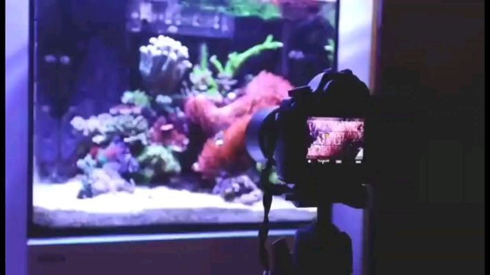 赤峰龍魚vs赤峰水族批發市場vs赤峰水族館vs赤峰魚缸批發市場vs祥龍魚場：赤峰地區龍魚市場的競爭 赤峰龍魚vs赤峰水族批發市場vs赤峰水族館vs赤峰魚缸批發市場vs祥龍魚場：赤峰地區龍魚市場的競爭 祥龍魚場各市分站 第6張