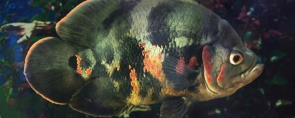 龍喂食頻率取決于多種因素，紅龍喂蝦多久能看到效果，紅龍喂蝦多久一次合適？如何判斷紅龍是否健康？ 龍喂食頻率取決于多種因素，紅龍喂蝦多久能看到效果，紅龍喂蝦多久一次合適？如何判斷紅龍是否健康？ 龍魚百科 第1張