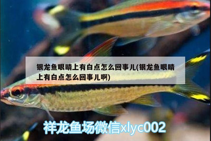 銀龍魚眼睛上有白點怎么回事兒(銀龍魚眼睛上有白點怎么回事兒啊)