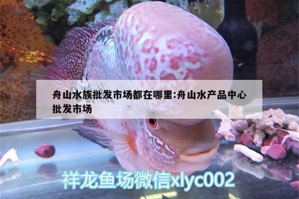舟山龍魚vs舟山水族批發市場vs舟山水族館vs舟山魚缸批發市場vs祥龍魚場：舟山水族批發市場