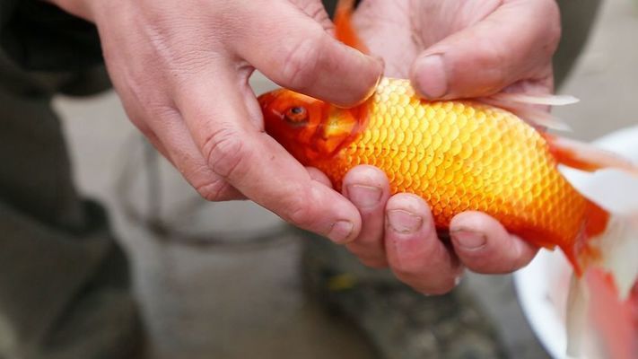 觀賞魚平平魚的公母區別圖（觀賞魚公母區別）