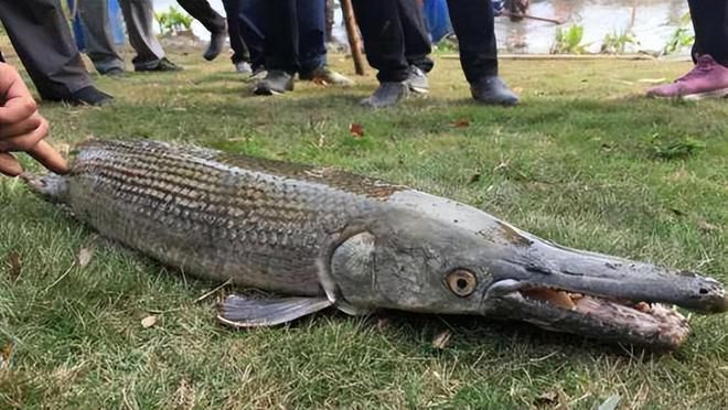 60厘米魚缸能養銀龍嗎：60厘米的魚缸適合養銀龍魚嗎？