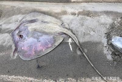 魟魚(yú)換水就死了：魟魚(yú)在換水時(shí)死亡的原因 魟魚(yú)換水就死了：魟魚(yú)在換水時(shí)死亡的原因 魟魚(yú)百科 第4張