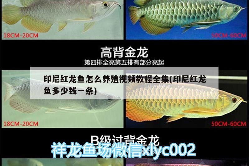 印尼紅龍魚怎么養殖視頻教程全集(印尼紅龍魚多少錢一條)
