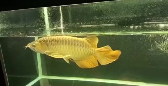 大湖紅龍魚的尾巴：大湖紅龍魚尾巴顏色變化原因如何改善紅龍魚尾巴疾病預防方法 大湖紅龍魚的尾巴：大湖紅龍魚尾巴顏色變化原因如何改善紅龍魚尾巴疾病預防方法 大湖紅龍魚百科 第6張