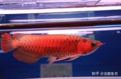 龍魚的藥vs祥龍魚場：關于龍魚的藥與祥龍魚場之間的關系