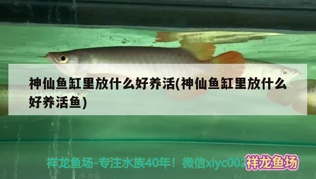 神仙魚缸里放什么好養活(神仙魚缸里放什么好養活魚)