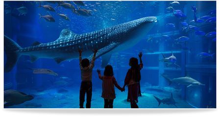 水族館制作廠家（亞克力板材廠家排名水族館制作廠家及其服務(wù)范圍）