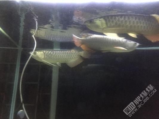 岳陽龍魚vs岳陽水族批發(fā)市場vs岳陽水族館vs岳陽魚缸批發(fā)市場vs祥龍魚場:岳陽龍魚、岳陽水族批發(fā)市場、岳陽魚缸批發(fā)市場和祥龍魚場詳細信息 祥龍魚場各市分站 第5張 岳陽龍魚vs岳陽水族批發(fā)市場vs岳陽水族館vs岳陽魚缸批發(fā)市場vs祥龍魚場:岳陽龍魚、岳陽水族批發(fā)市場、岳陽魚缸批發(fā)市場和祥龍魚場詳細信息 岳陽龍魚vs岳陽水族批發(fā)市場vs岳陽水族館vs岳陽魚缸批發(fā)市場vs祥龍魚場:岳陽龍魚、岳陽水族批發(fā)市場、岳陽魚缸批發(fā)市場和祥龍魚場詳細信息 祥龍魚場各市分站 第5張