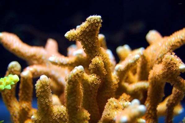 過背金龍魚10多斤正常嗎圖片:10多斤的過背金龍魚是否正常 金龍魚百科 第2張 過背金龍魚10多斤正常嗎圖片:10多斤的過背金龍魚是否正常 過背金龍魚10多斤正常嗎圖片:10多斤的過背金龍魚是否正常 金龍魚百科 第2張