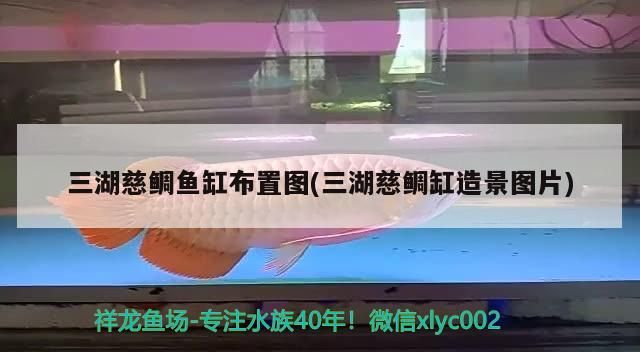 三湖慈鯛魚缸布置圖(三湖慈鯛缸造景圖片)