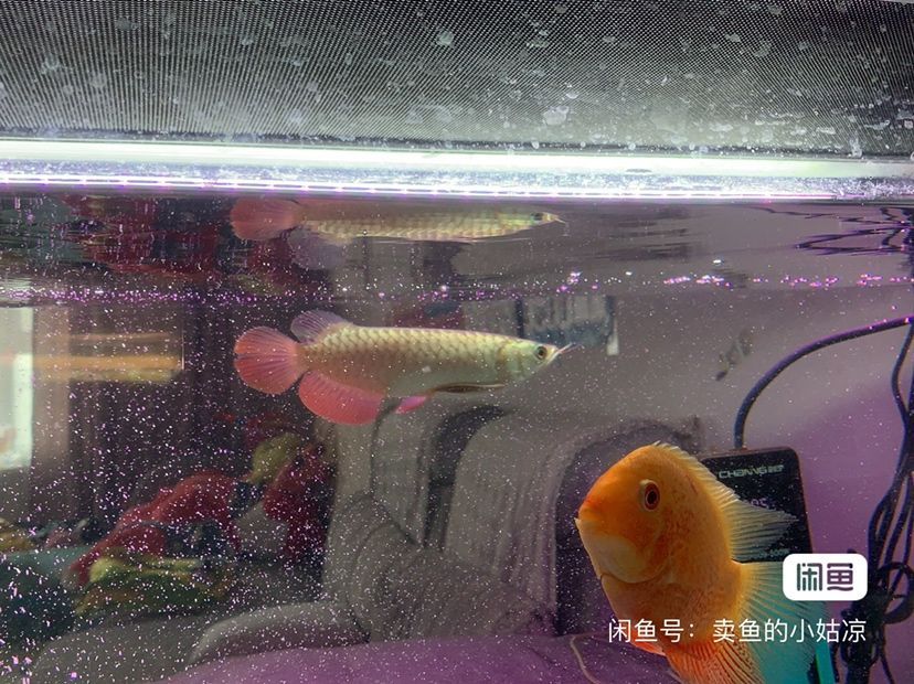 野采水草可以放魚缸嗎圖片（野采的水草可以進草缸嗎） 野采水草可以放魚缸嗎圖片（野采的水草可以進草缸嗎） 魚缸百科 第3張