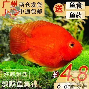 觀賞魚元寶鳳凰好養(yǎng)嗎：元寶鳳凰魚是一種相對(duì)好養(yǎng)的淡水觀賞魚元寶鳳凰魚好養(yǎng)嗎