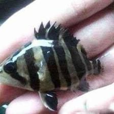 印尼虎魚吃什么發色好看：印尼虎魚吃什么發色好看印尼虎魚吃什么發色好看