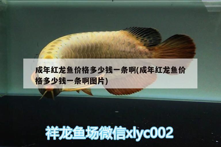 成年紅龍魚價格多少錢一條啊(成年紅龍魚價格多少錢一條啊圖片) 成年紅龍魚價格多少錢一條啊(成年紅龍魚價格多少錢一條啊圖片) 元寶鳳凰魚百科 第3張