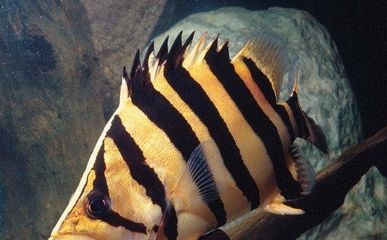 8公分的虎魚吃什么：8公分的虎魚吃什么，