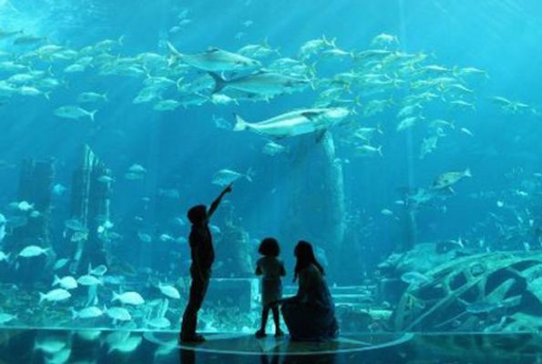 水族館加盟店怎么樣賺錢嗎知乎（水族館加盟店具有盈利能力和市場潛力和市場潛力備受關注）