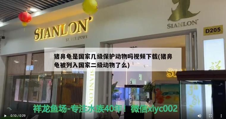 豬鼻龜現(xiàn)在是幾級保護動物：豬鼻龜是國家二級保護動物之一，