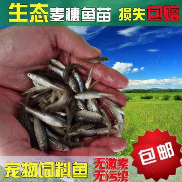 虎魚餌料訓餌步驟，虎魚飼料適應訓練法