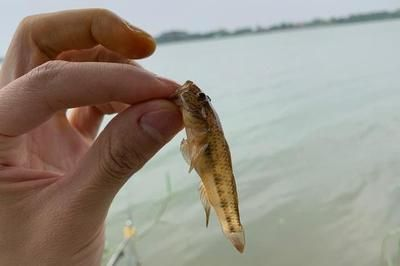 虎魚餌料訓餌步驟，虎魚飼料適應訓練法