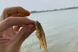 虎魚餌料訓餌步驟，虎魚飼料適應訓練法
