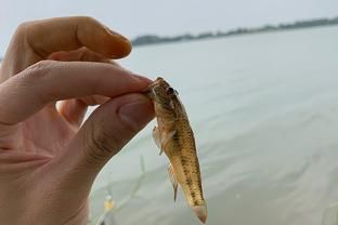 虎魚餌料訓餌步驟，虎魚飼料適應訓練法