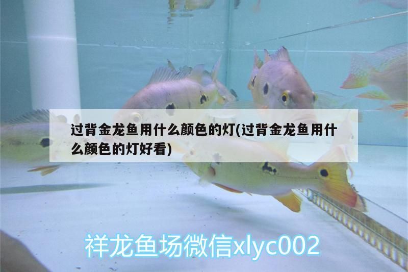 過背金龍魚用什么顏色的燈(過背金龍魚用什么顏色的燈好看)