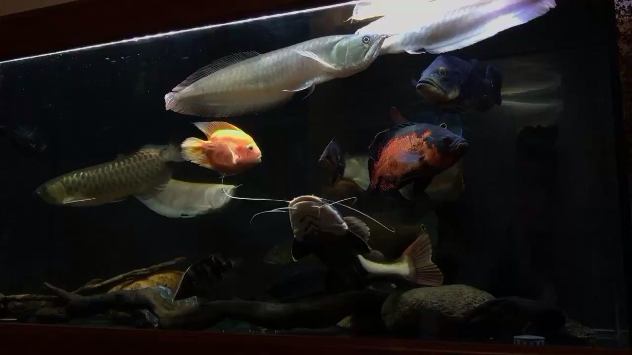 簡簡單單廣東省佛山市禪城區，廣東省佛山市禪城區=====祥龍水族聯盟魚友怎么評論的