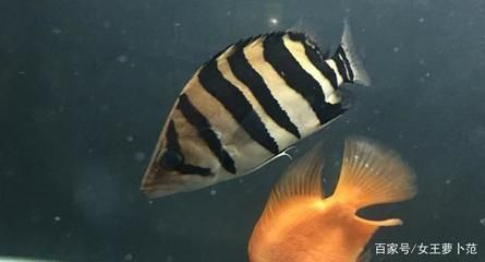 虎魚品種與性格關系，幾種常見虎魚品種及其性格特點